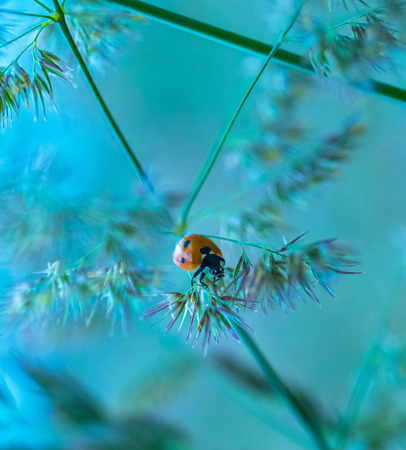 Beautiful ladybug siting on grass at summer sunset. Insect macro .