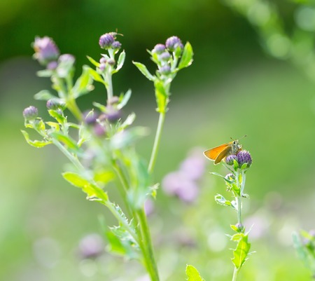 Butterfly sitting on plant. Close up of beautiful insect.の写真素材