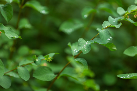 Water droplets on plants leaves. Natural green background.