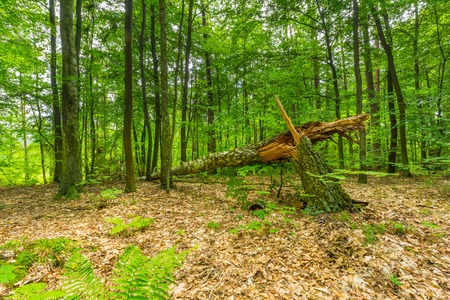 Green european wild forest in summer. Debowa Gora nature reserve in Poland.