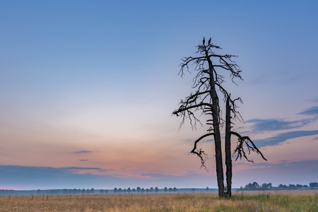 Rural landscape with storks sitting on old withered tree. Polish countryside.