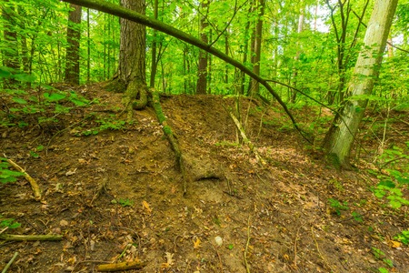 Green european wild forest in summer. Debowa Gora nature reserve in Poland.