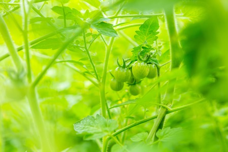 Young unripe tomatoes growing in garden in summer. Beautiful natural garden plants.の写真素材