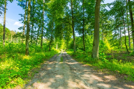 Green european wild forest in summer. Debowa Gora nature reserve in Poland.
