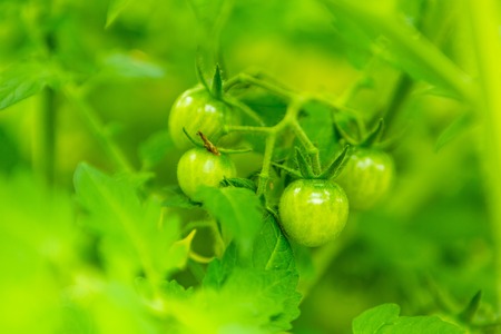 Young unripe tomatoes growing in garden in summer. Beautiful natural garden plants.の写真素材