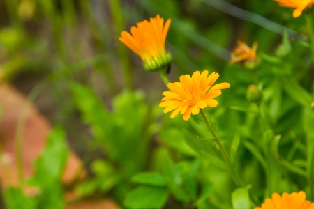 Beautiful marigold flowers (calendula). Natural flowers growing in garden.の写真素材