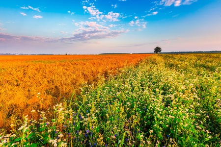 Summer sunrise over blooming buckwheat field with weeds. Foggy morning over field and tree.