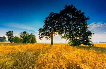 Early morning on rye field. Cereal fields in Poland, summer rural vibrant landscape.の写真素材