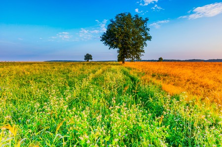 Summer morning landscape on buckwheat field with weeds. Beautiful after sunrise landscape with trees...