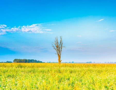 Summer morning landscape on buckwheat field with weeds. Beautiful after sunrise landscape with trees and fields.の写真素材