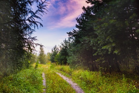 Beautiful summer foggy forest after rain. Evening in summer european forest. Colorful landscapeの写真素材