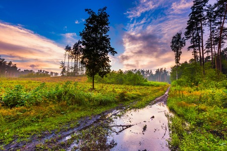 Beautiful summer foggy forest after rain. Evening in summer european forest. Colorful landscapeの写真素材