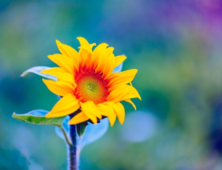 Macro of decorative sunflower. Beautiful yellow flower growing in garden.の写真素材