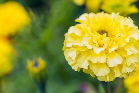 Beautiful garden marigolds blooming. Colorful yellow and orange flowers from garden.の写真素材