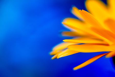 Beautiful marigolds (Calendula) in close up. Medicine flowers in big close up.の写真素材