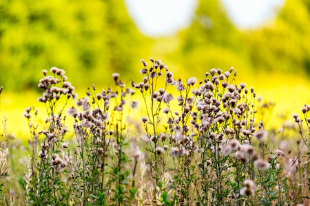 Thistle flowers withered photographed in afernoon light.の写真素材