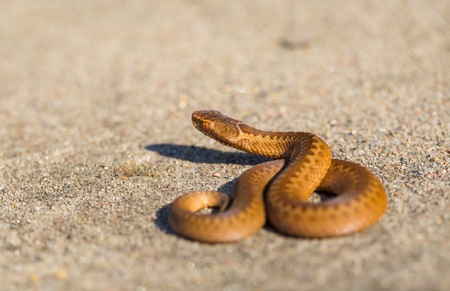 Adder (Vipera Berus) basking on sun on sandy road. Dangerous snake.の写真素材
