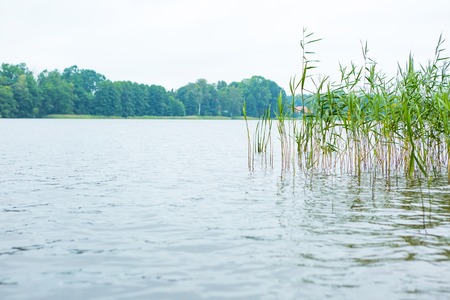 Polish lake landscape. Bad weather and lake shore with reeds.の写真素材