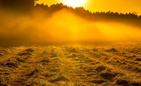 Morning foggy meadow landscape in polish countryside. Polish morning landscape.の写真素材