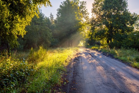 Beautiful early autumn european forest landscape. Morning forest illuminated by sunlight.