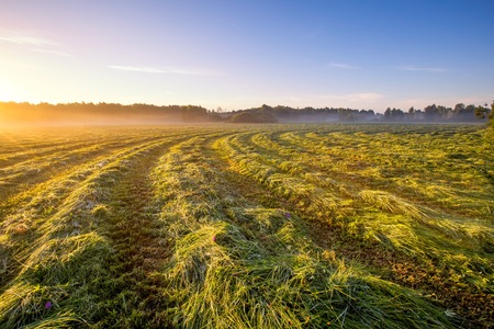 Morning foggy meadow landscape in polish countryside. Polish morning landscape.の写真素材