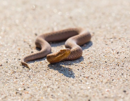 Adder (Vipera Berus) basking on sun on sandy road. Dangerous snake.の写真素材