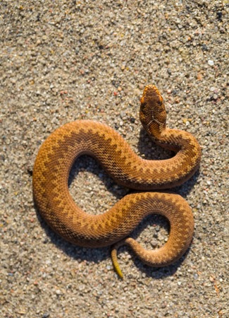 Adder (Vipera Berus) basking on sun on sandy road. Dangerous snake.