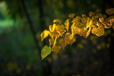 Yellow autumnal linden foliage, selective focus and shallow DoF. Close up of yellow leaves.の写真素材