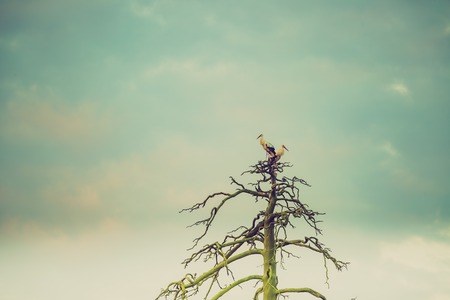 Vintage photo of rural landscape with storks sitting on old withered tree.の写真素材