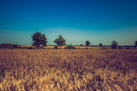 Vintage photo of early morning on rye field. Cereal fields in Poland, summer rural vibrant landscape.の写真素材