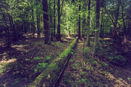 Vintage photo of summer or autumnal forest. Beautiful wild european forest