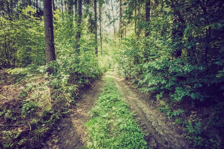 Vintage photo of summer or autumnal forest.の写真素材