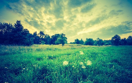 Vintage photo of summer meadow at afternoon, european landscape.の写真素材