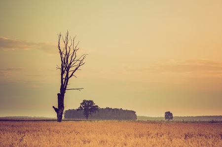 Vintage photo of early morning on rye field. Cereal fields in Poland, summer rural vibrant landscape.の写真素材