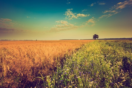 Vintage photo of early morning on rye field. Cereal fields in Poland, summer rural vibrant landscape.の写真素材