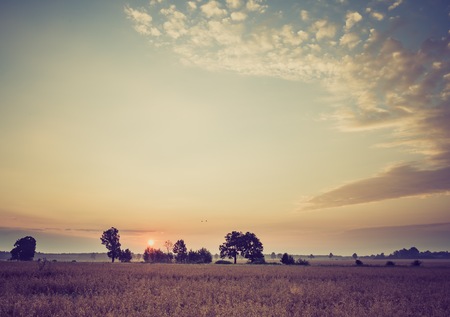 Vintage photo of early morning on rye field. Cereal fields in Poland, summer rural vibrant landscape.の写真素材
