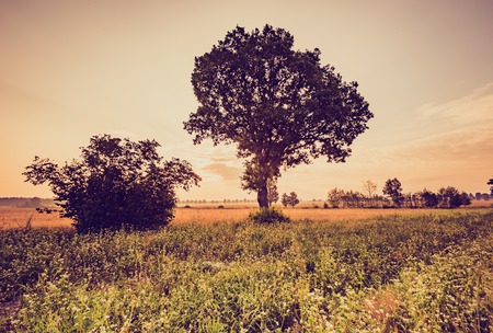 Vintage photo of cereal field with old tree, landscape photographed at morningの写真素材