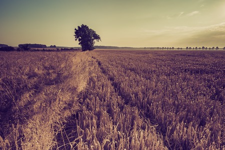 Vintage photo of early morning on rye field.の写真素材