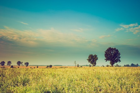 Vintage photo of summer sunrise over blooming buckwheat field with weeds. Foggy morning over field and tree.の写真素材