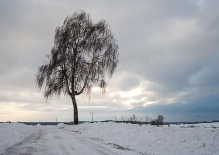 Beautiful winter field landscape. European fields at snowy winter and sunny day.の写真素材