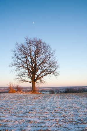 Beautiful winter field landscape. European fields at snowy winter and sunny day.の写真素材