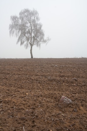 Winter field landscape with hoarfrost on plants and fog.の写真素材