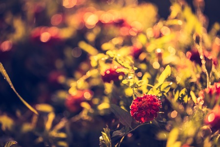 Vintage photo of marigold flowers growing and blooming in garden.の写真素材
