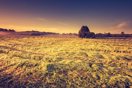 Vintage photo of summer meadow at morning, european landscape.の写真素材