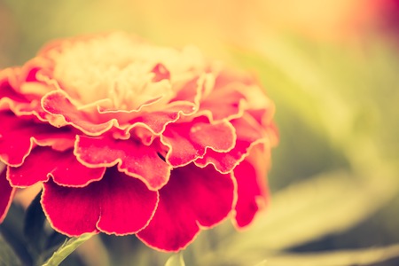 Vintage photo of marigold flowers growing and blooming in garden.の写真素材