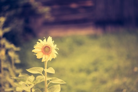 Vintage photo of decorative sunflower. Beautiful yellow flower growing in garden.の写真素材