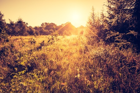 Vintage photo of beautiful early autumn european forest landscape.の写真素材