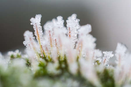 Forest moss with hoarfrost in winter.の写真素材