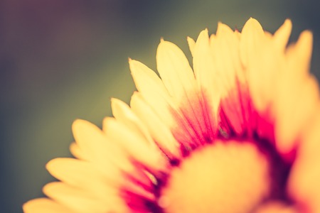 Vintage photo of coneflower in close up.の写真素材