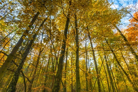 Beautiful fall forest branches seen from bottom. Different perspective autumnal forest landscape.